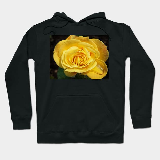 Yellow Rose Hoodie by Ludwig Wagner